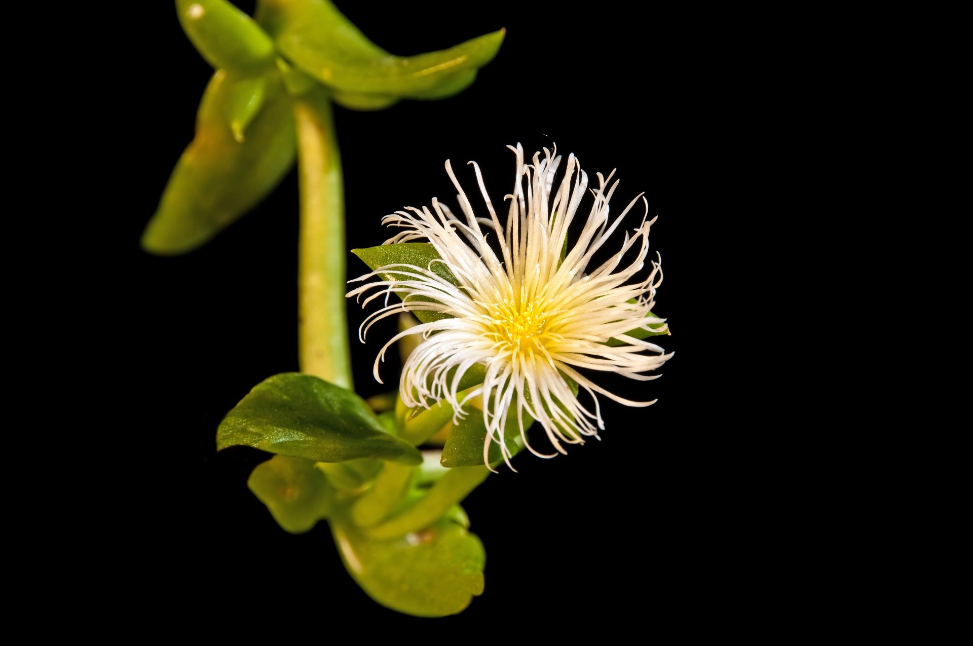 Kanna - какво представлява и какви свойства има?